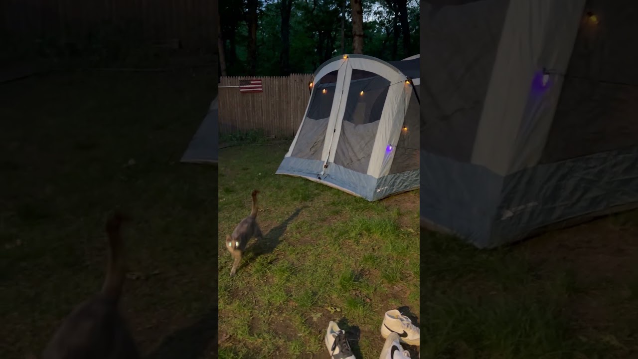 Kitty 🐈‍⬛ cat sneaking into tent