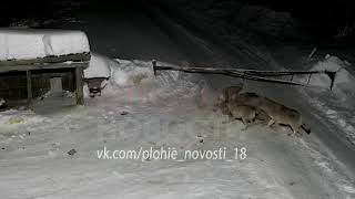 Prawdziwa Jakucja/True Yakutia, wilki przyszly po psa. Kto ma slabe nerwy lepiej nie ogladac. screenshot 5