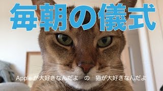 iPhoneでネコ写・私と愛猫オーロの毎朝の儀式：Appleが大好きなんだよの猫#1