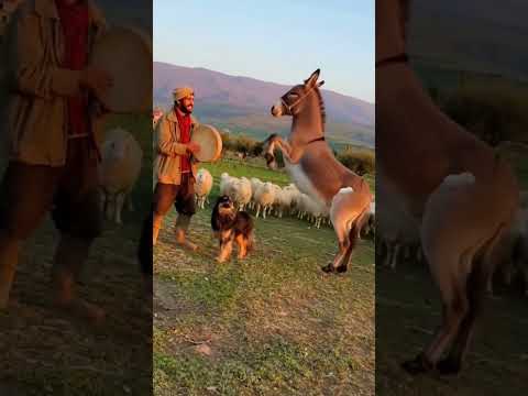 حمار يرقص و الكلب يرد 2 اكسبلور   الذكاء الاصطناعى مضحك  