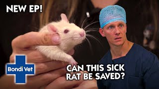 ADORABLE Baby Rat Can't Stop SNEEZING!!! | Full Episode | E45 | Bondi Vet