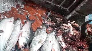 Live fish skin remove,How remove fish skin, Fastest fish clean