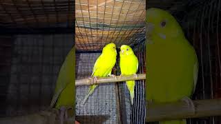 Red Eye Lutino Budgies Male And Female bird  budgieslovers shorts97