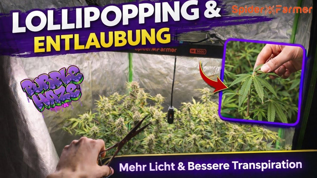 Lollipopping & Entlaubung Blütephase | Indoorgrow Fastbuds Autoflower Spiderfarmer Set 