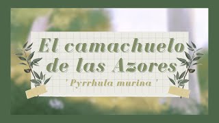 ' El camachuelo de las Azores ' especie en peligro de extinción.