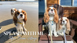 Cavalier King Charles Spaniels running on beautiful Tofino Beach by Tantissimo the Cavie 2,504 views 10 months ago 4 minutes, 12 seconds