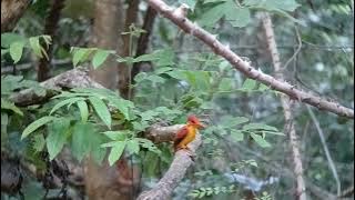 Suara burung raja-udang api