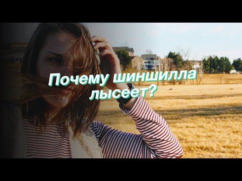 Почему шиншилла лысеет?