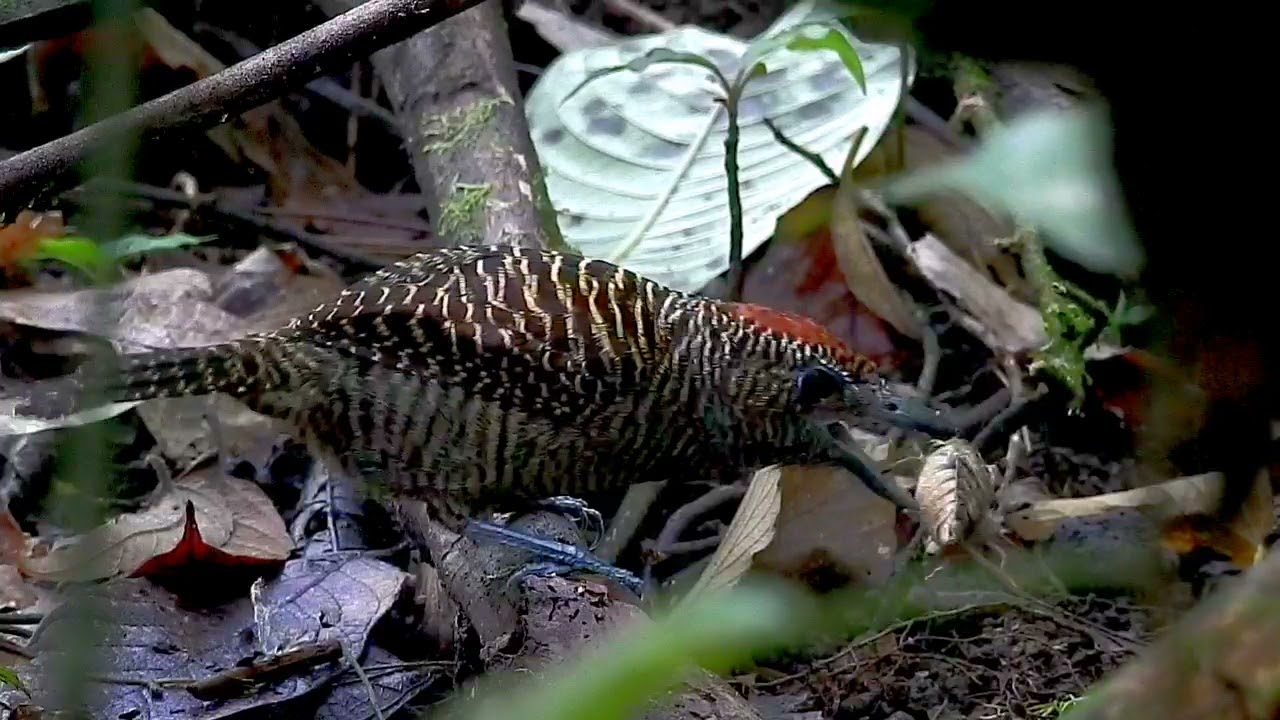 Fasciated Antshrike (Cymbilaimus lineatus) female(2)