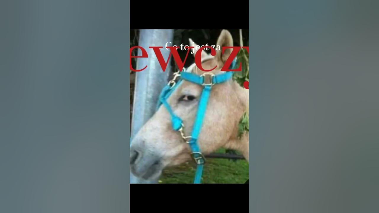 Co To Jest Za Dziewczyna Tekst - Co to jest za dziewczyna, czy ktoś podpowie mi. #lovesong #Mig - YouTube