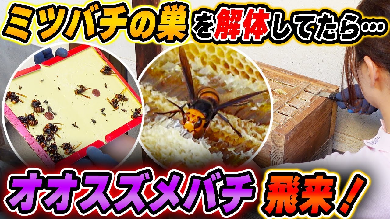 When I went to dismantle the nest of escaped bees, a giant hornet