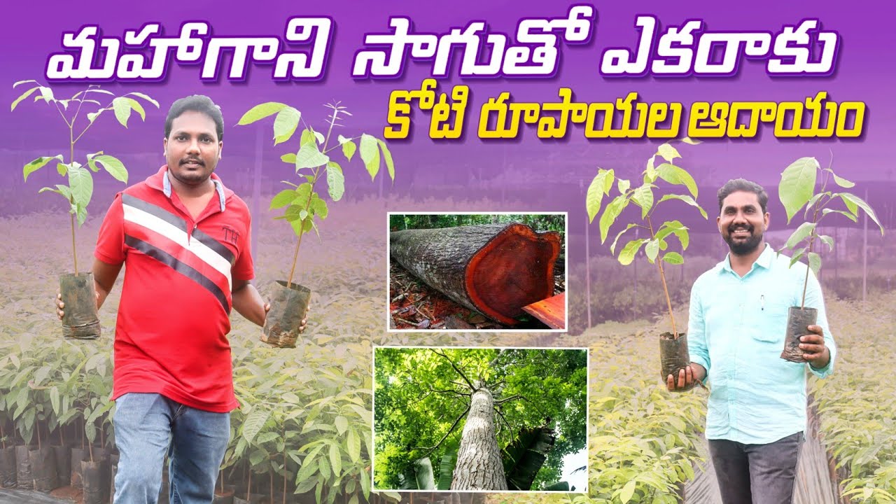 Mahogany Tree Farming | మహాగని సాగుతో రైతుకు మంచి ఆదాయం | Mahogani Plants | AgriTech Telugu