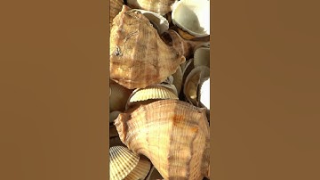 What Are Seashells and How Are They Formed? #shorts  #discoverscience #scienceeducation #stem