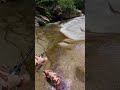 めっちゃ白いヤマメ現る❗️ #shorts