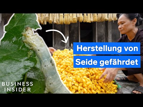 Video: Welche Seidenraupenart produziert Muga-Seide?