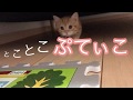 とことこぷてぃこ