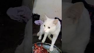 #cat cute baby dog and cat aggressive mode #animallovers