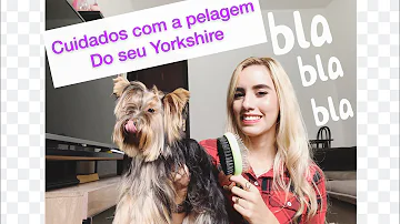 Como pentear o pelo do cachorro yorkshire?