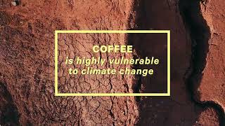 The coffee supply chain and pathways of governance for transboundary climate risk