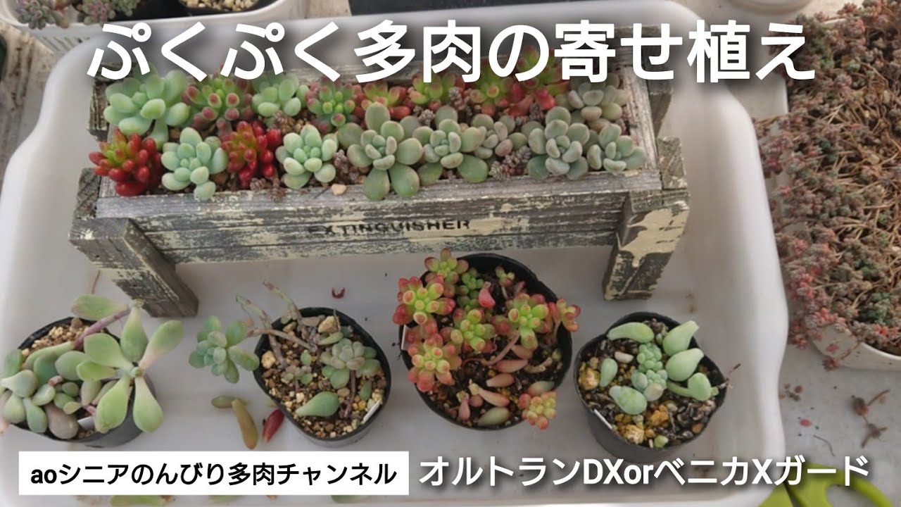 [366][多肉植物]ぷくぷく多肉❤️並べるだけでかわいい🥰2025年12月25日