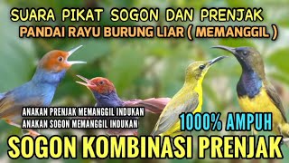 SUARA PIKAT SOGON | SUARA PIKAT PRENJAK | SUARA PIKAT AMPUH 2025