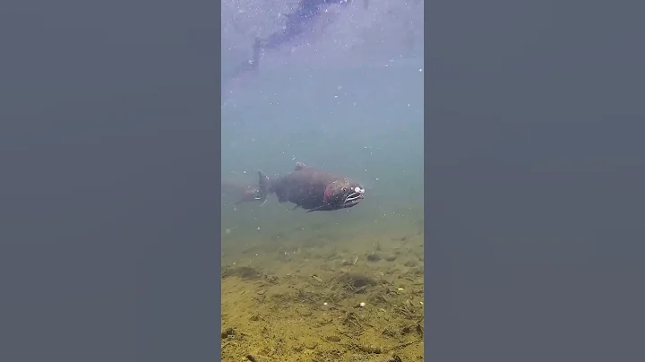 Nearly a third of Washington’s waters fail to meet quality standards