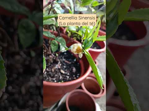 Video: Camelia china: cultivo en casa