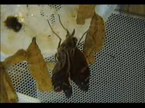 Painted lady butterfly emerging from chrysalis