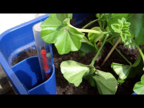 Video: Regeln Für Die Bewässerung Von Zimmerpflanzen, Das ABC Eines Hausgartens - 2