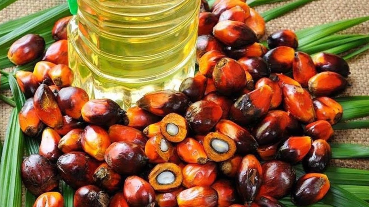 Resultado de imagen de aceite de palma