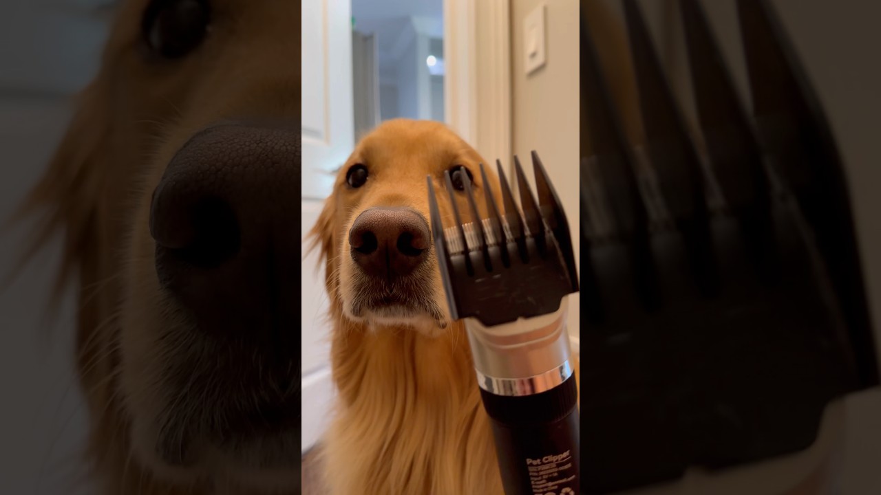 NEVER get your hair cut by a dog&hellip;