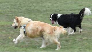 Hounds of Hackett 5 Border Collies