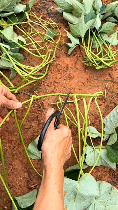 Preparing Sweet Potato Seedings #farming #agriculture #satisfying