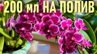 видео: ЧУДО-НАСТОЙ В КОРНИ ОРХИДЕИ!! 200 МЛ НА ПОЛИВ ИЛИ ОПРЫСКИВАНИЕ! РЕЗУЛЬТАТ 👍👍👍! КЛЕВЕР ДЛЯ ОРХИДЕЙ!!! картинка: ЧУДО-НАСТОЙ В КОРНИ ОРХИДЕИ!! 200 МЛ НА ПОЛИВ ИЛИ ОПРЫСКИВАНИЕ! РЕЗУЛЬТАТ 👍👍👍! КЛЕВЕР ДЛЯ ОРХИДЕЙ!!!