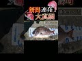 今年の新潟はお祭り騒ぎ!#釣り #新潟釣り #真鯛 #shorts