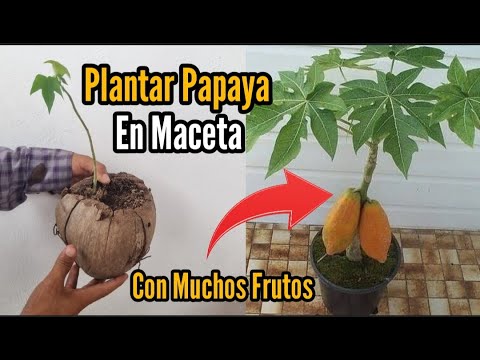 Video: Cuidado de la papaya en contenedores: aprenda a cuidar un árbol de papaya en maceta