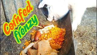 No AI slop. Just Cornfed Frenzy. pig is eating slop ASMR