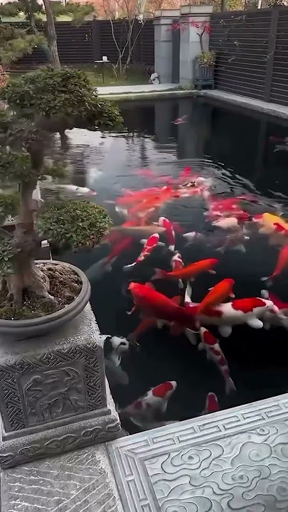 Surga Ikan Koi: Saksikan Kolam Koi yang Sangat Besar Ini