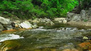Deep Forest Green Stream, Birds Singing, Nature Sounds for Peaceful Sleep, Rest, ASMR