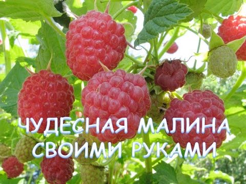 13.Малина.Как посадить малину без ошибок.