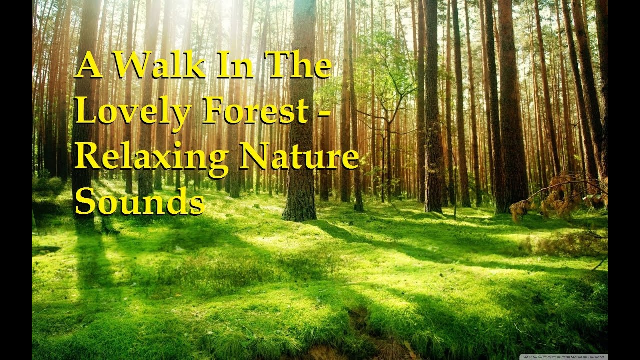 A Walk In The Lovely Forest - Relaxing Nature Sounds - YouTube