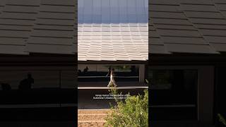Episode 20 • On the Road: Transition • Gulbenkian Modern Art Centre