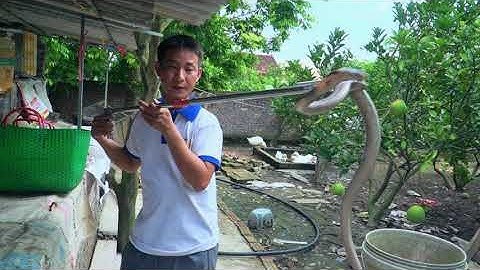 Bắt Rắn Hổ Mang Bằng Kẹp Bắt Rắn Cực An Toàn