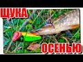 Рыбалка на щуку в середине осени!