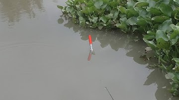 Câu Cá , Giật Hết Đàn Cá Rô Phi To Cặp Mé Lục Bình Bằng Mồi Giun