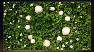 Fairy Ring