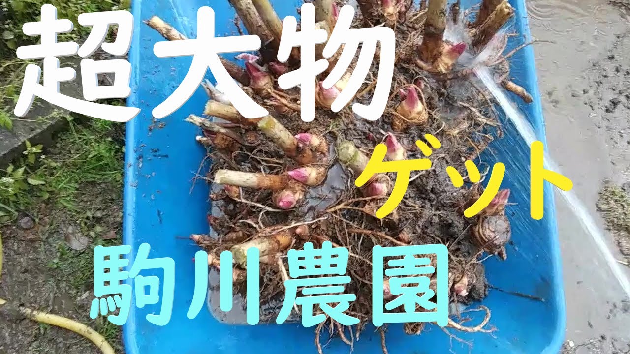 山ウド促成栽培①　株掘り取り 超大物が取れました　目指せ100品目　邑南町　駒川農園