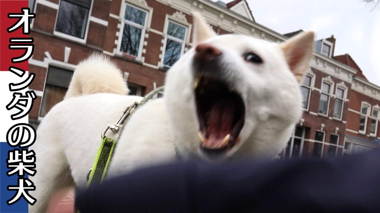 犬丸 Kaki-Maru the Shiba Inu takes a bite from his owner [Netherlands