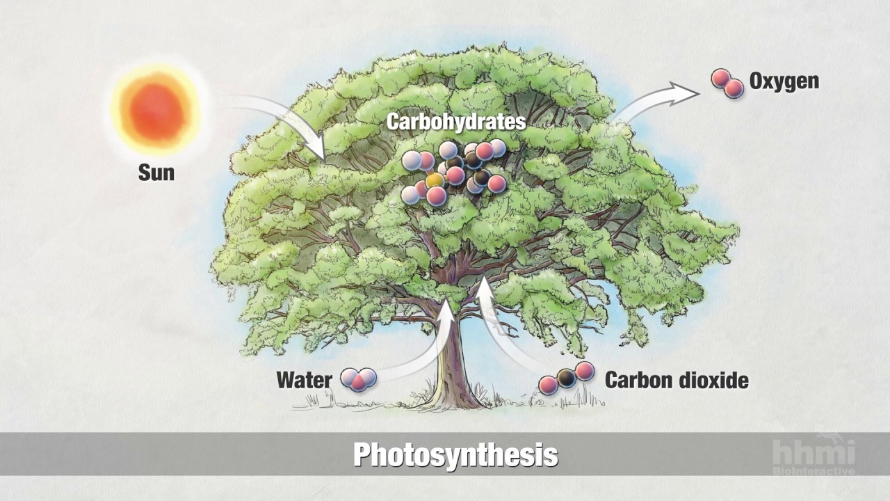 Hhmi Photosynthesis Worksheet Answers