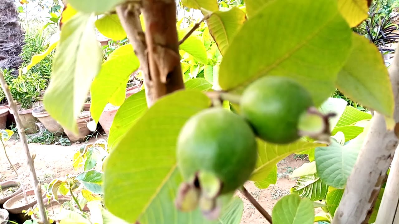 Guava 🌲 Tree Care Tips information Urdu Hindi Video/ multi purpose